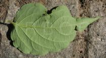 Leycesteria formosa - Lower leaf surface - Click to enlarge!