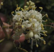 Ligustrum lucidum - Flowers - Click to enlarge!