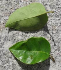 Ligustrum lucidum - Upper and lower surface of leaf - Click to enlarge!