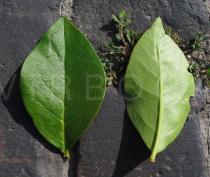 Ligustrum ovalifolium - Upper and lower surface of leaf - Click to enlarge!