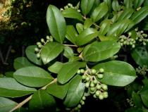 Ligustrum vulgare - Fruit - Click to enlarge!