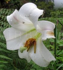 Lilium formosanum - Flower - Click to enlarge!