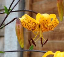 Lilium leichtlinii - Flower, side view - Click to enlarge!