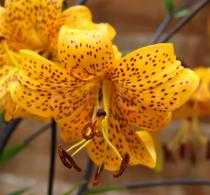 Lilium leichtlinii - Flower - Click to enlarge!
