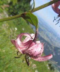 Lilium martagon - Flower, side view - Click to enlarge!