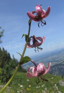 Lilium martagon - Inflorescence - Click to enlarge!