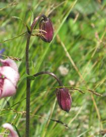 Lilium martagon - Flower buds - Click to enlarge!