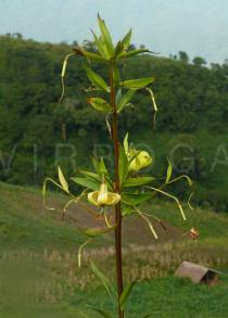 Lilium primulinum - Inflorescence - Click to enlarge!