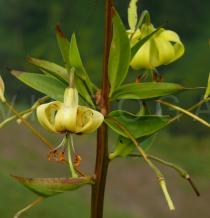 Lilium primulinum - Inflorescence close-up - Click to enlarge!