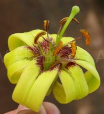 Lilium primulinum - Flower - Click to enlarge!
