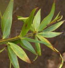 Lilium primulinum - Leaf insertion - Click to enlarge!