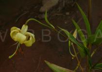 Lilium primulinum - Flower, side view - Click to enlarge!