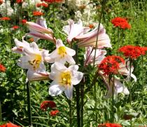 Lilium regale - Inflorescence - Click to enlarge!