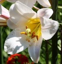Lilium regale - Flower - Click to enlarge!