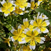 Limnanthes douglasii - Flowers - Click to enlarge!