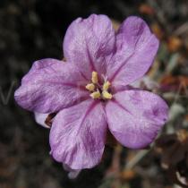 Limoniastrum monopetalum - Flower - Click to enlarge!