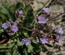 Limonium algarvense - Flowers - Click to enlarge!