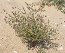 Linaria pedunculata - Habit - Click to enlarge!