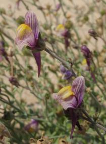 Linaria pedunculata - Flowers - Click to enlarge!