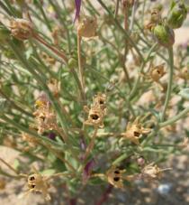 Linaria pedunculata - Fruits - Click to enlarge!
