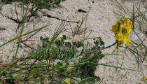Linaria polygalifolia - Habit - Click to enlarge!
