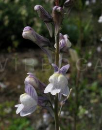 Linaria repens - Flowers - Click to enlarge!