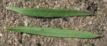 Linaria repens - Upper and lower surface of leaf - Click to enlarge!