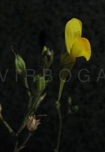 Linaria spartea - Flower - Click to enlarge!