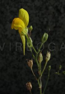 Linaria spartea - Inflorescence - Click to enlarge!