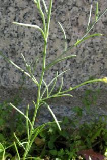 Linaria spartea - Stem section with leaves - Click to enlarge!