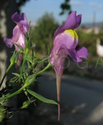 Linaria triornithophora - Flower - Click to enlarge!