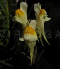 Linaria vulgaris - Flowers - Click to enlarge!