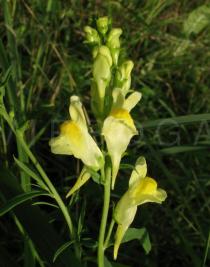 Linaria vulgaris - Inflorescence - Click to enlarge!