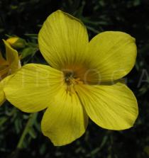 Linum flavum - Flower - Click to enlarge!