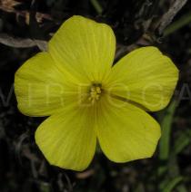 Linum tenue - Flower - Click to enlarge!