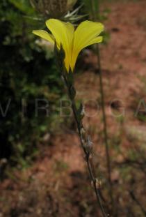 Linum tenue - Flower, side view - Click to enlarge!