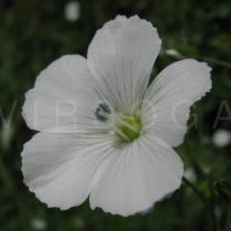 Linum usitatissimum - Flower - Click to enlarge!