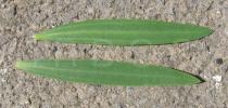 Linum usitatissimum - Upper and lower surface of leaf - Click to enlarge!