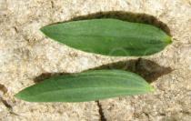 Linum usitatissimum - Upper and lower surface of leaf - Click to enlarge!