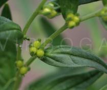 Lithospermum officinale - Fruits - Click to enlarge!