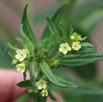 Lithospermum officinale - Flowers - Click to enlarge!