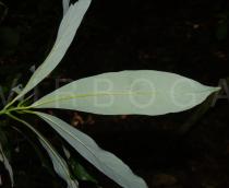Litsea lancilimba - Lower surface of leaf - Click to enlarge!