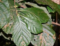 Litsea semecarpifolia - Foliage - Click to enlarge!