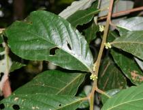 Litsea semecarpifolia - Leaf insertion - Click to enlarge!