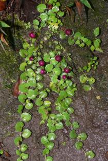 Lobelia angulata - Habit - Click to enlarge!