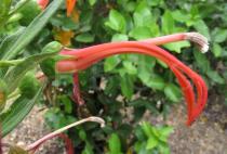 Lobelia excelsa - Flower - Click to enlarge!