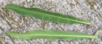 Lobelia excelsa - Upper and lower surface of leaf - Click to enlarge!