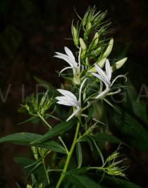 Lobelia seguinii - Flowers - Click to enlarge!