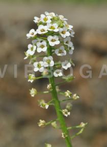 Lobularia maritima - Inflorescence, side view - Click to enlarge!