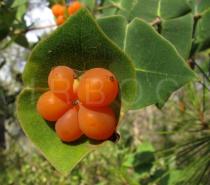 Lonicera implexa - Fruits - Click to enlarge!